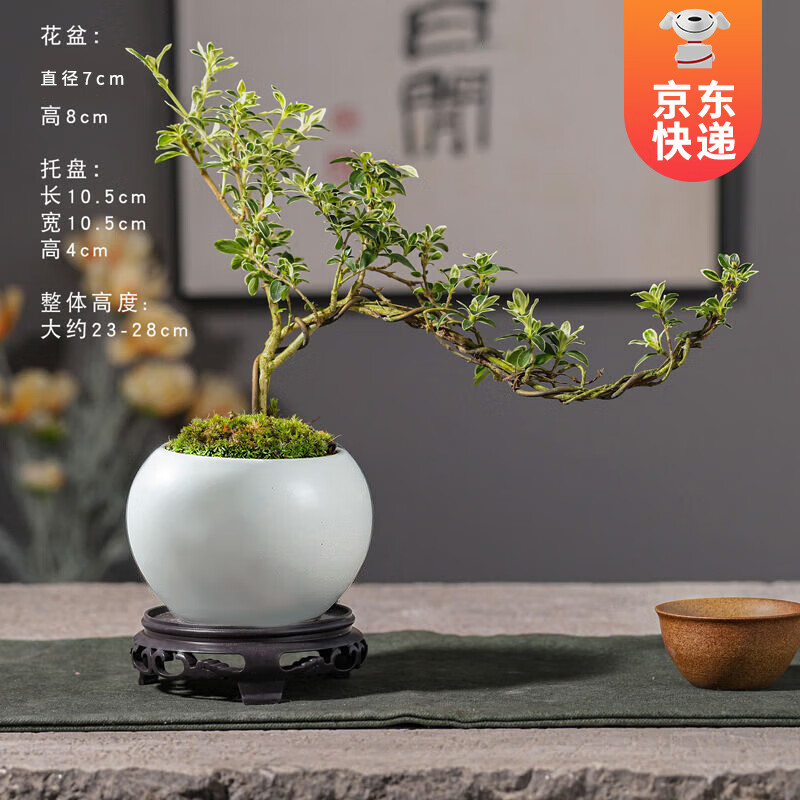 6.9元 开时果 铁海棠带花发货 【虎刺梅+舍得紫砂盆+圆底托】元 开时果 正宗清香胡椒木盆栽【舍得紫砂盆+苔插图2