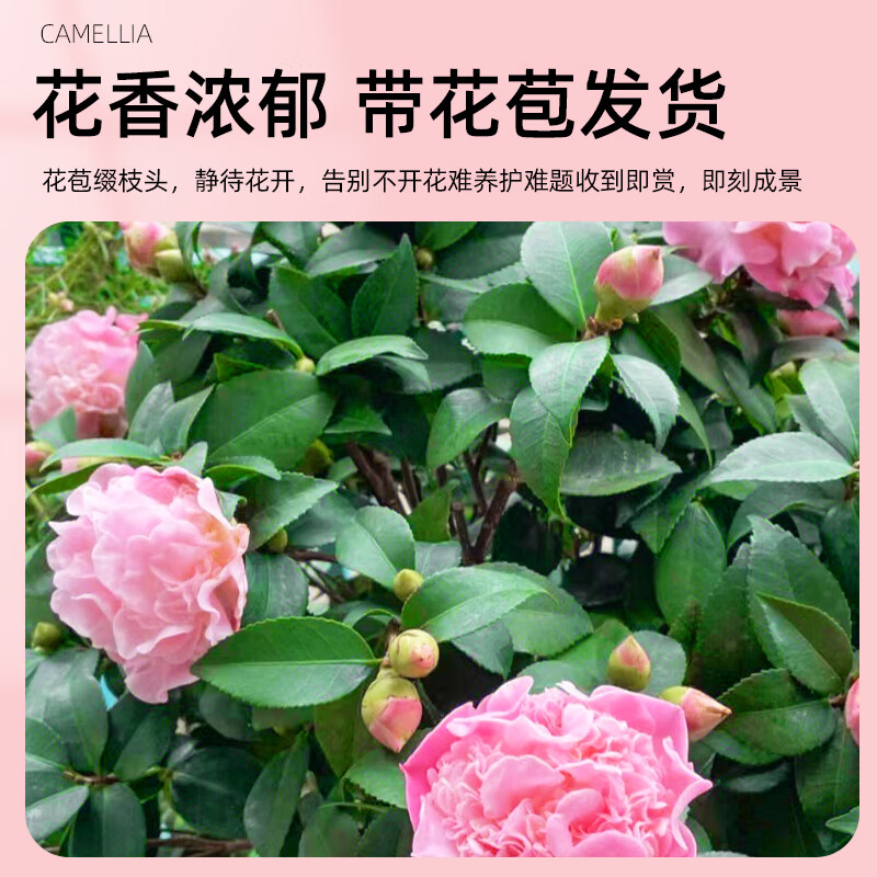 6.9元 开时果 铁海棠带花发货 【虎刺梅+舍得紫砂盆+圆底托】元 开时果 正宗清香胡椒木盆栽【舍得紫砂盆+苔插图3