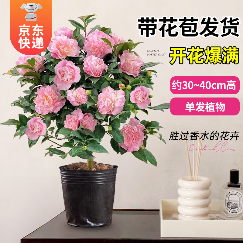 6.9元 开时果 铁海棠带花发货 【虎刺梅+舍得紫砂盆+圆底托】元 开时果 正宗清香胡椒木盆栽【舍得紫砂盆+苔插图3