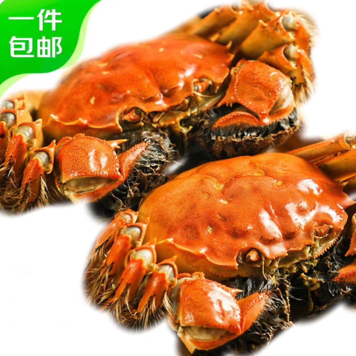 【自营】蟹甲子 抄底价！！速.度全母蟹2.0-2.3两8只，京东冷链领200-20会场神卷再领188-50补贴券拍1凑1（凑插图
